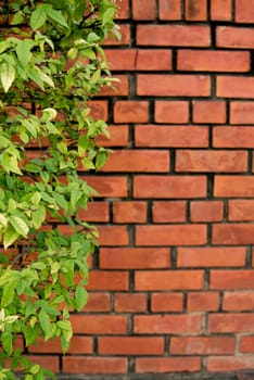 Wall brick and green bush over the ground concrete in the park with the hard sunlight.