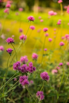 Gomphrena globosa or Fireworks flower. Violet flower in the hard sunlight.
