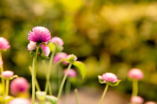 Gomphrena red in the sunrise.