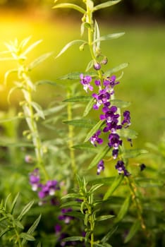Violet flower in the park on the sunrise.