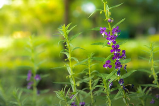 Violet flower on the sunrise in the park.