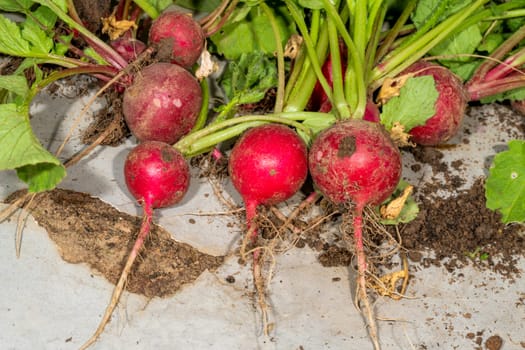 freshly harvested radishes with roots and leaves lie on a plate