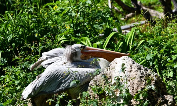 pelican