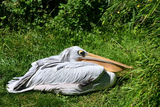 pelican