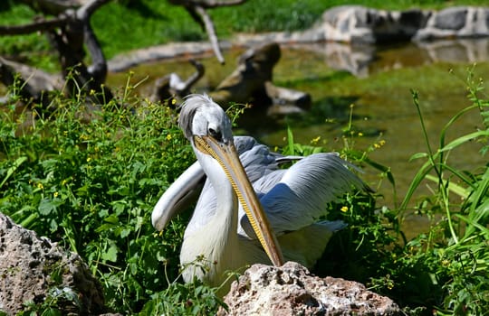 pelican