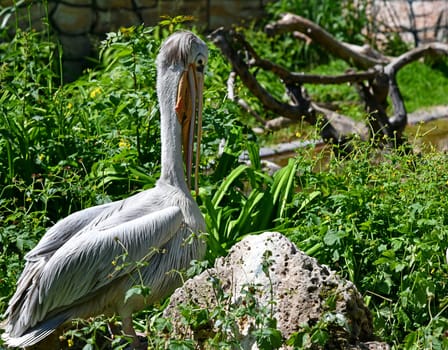 pelican