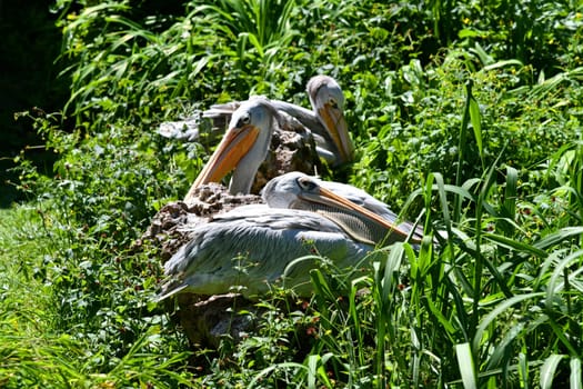 pelican