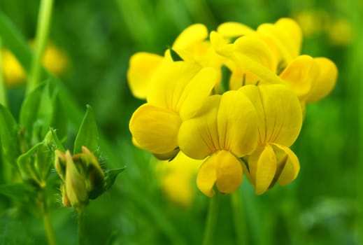 Lotus corniculatus