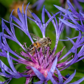Cornflower with flying honeybee in front of green blurred background with copy space