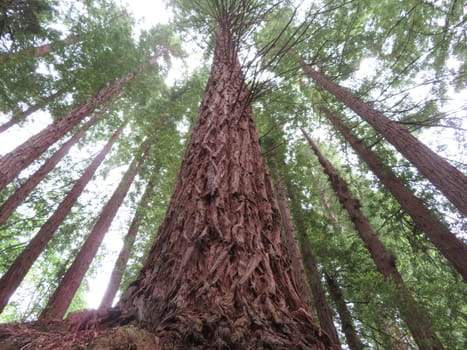 beautiful redwood forest giant trees huge fat tall wood