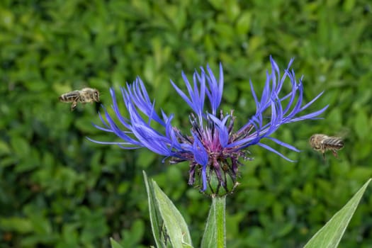 Cornflower with flying honeybee in front of green blurred background with copy space