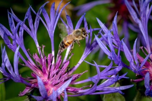 Cornflower with flying honeybee in front of green blurred background with copy space