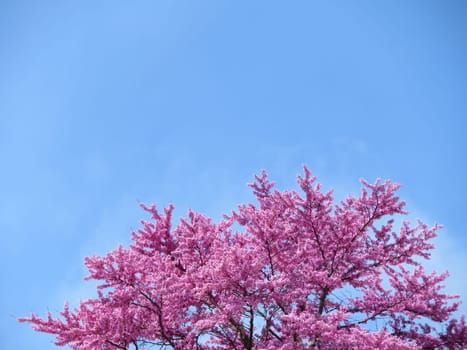 flowery tree pink flowers amount beautiful background