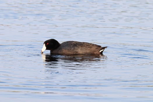 An American Coot duck swimming in water.