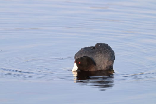 An American Coot duck swimming in water.
