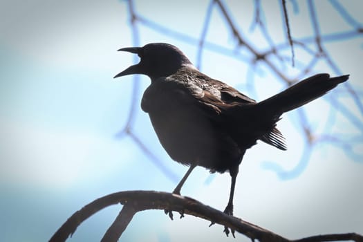Silhouette of a common grackle sitting on tree branches.