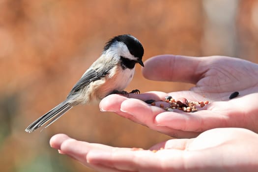 A chickadee sitting on a hand eating seeds.