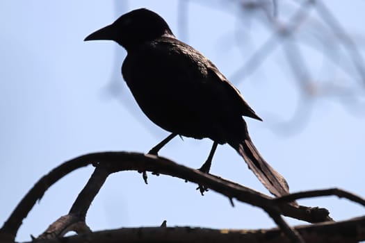 Silhouette of a common grackle sitting on tree branches.