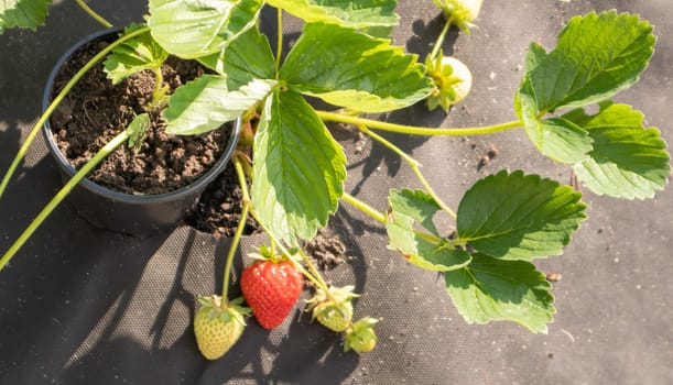 Picking fresh ripe organic big red strawberries outdoors in sunny weather at the plantation. Strawberry field on a fruit farm. A new crop of sweet open strawberries growing outside in the soil