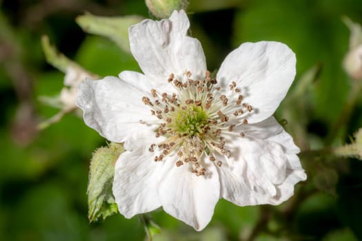 Detail shot of a blackberry blossom in the sunshine against a blurred background