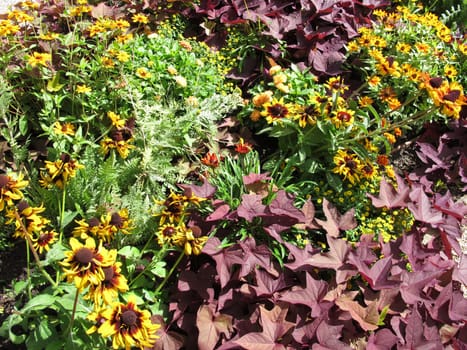 Flowerbed in the garden with black-eyed susan, coral bells, common tansy and zinnia