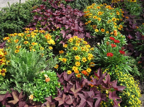 Flowerbed in the garden with black-eyed susan, coral bells, common tansy and zinnia