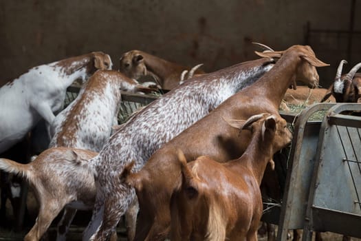 Domestic goats eats fodder from .troug in the barn. Selective focus