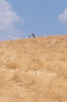 Domestic goats grazing yellow pastures. Summer landscape for livestock