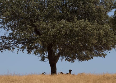 Domestic goats grazing yellow pastures. Flock protected from summer sun under oak trees