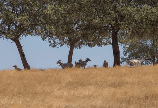 Domestic goats grazing yellow pastures. Flock protected from summer sun under oak trees
