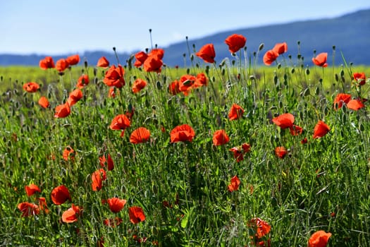 red poppies