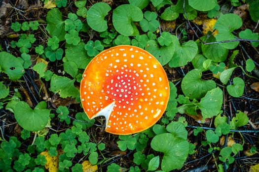 Top-down view of amanita mushroom cap in a Russian forest