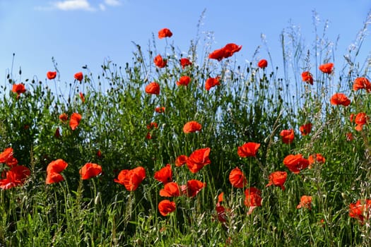 red poppies