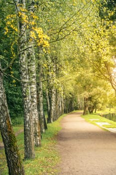 Birch lined alley in a park in Moscow, Russia in early fall