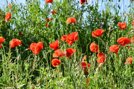 red poppies