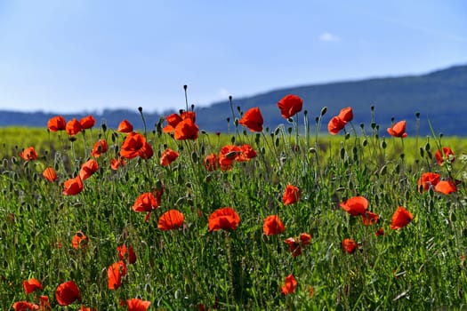 red poppies