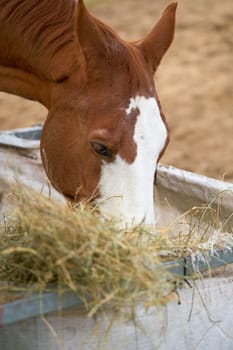 Horse eating hay on a farm in Herrenkrug near Magdeburg in Germany