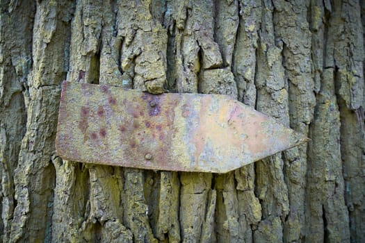 empty rusty sign as a signpost with text space on a tree