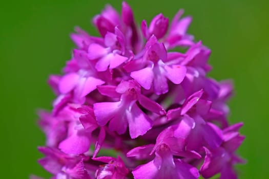 Pyramidal Orchid, German wild orchid