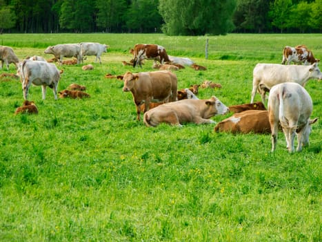 Landscape view with cows with their calves on a green meadow in Brandenburg.
