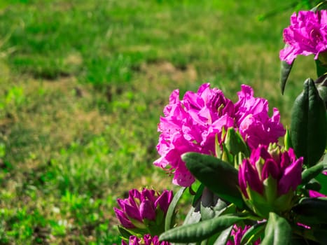 Close up of purple rhododendron flowers in front of a green lawn.