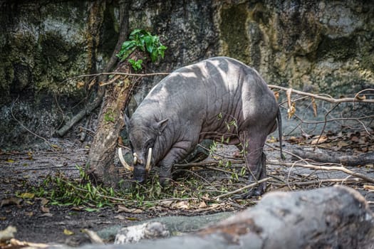 Image of babirusa of wild. Shooting Location: Singapore