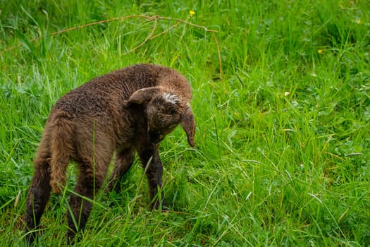 Brown offspring lamb on green meadow