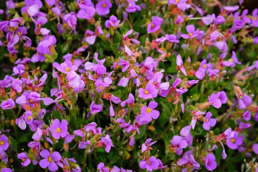 Lilacbush violet flowers close-up