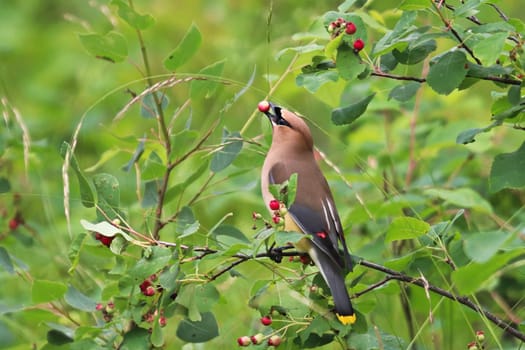 Closeup of a Cedar Wax Wing bird eating Saskatoon berries.