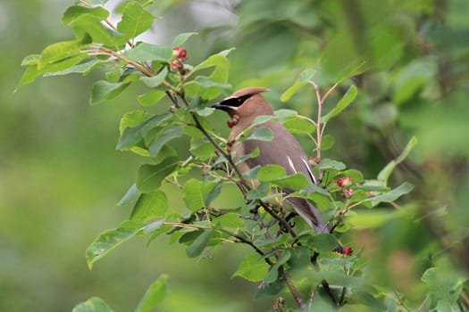 Closeup of a Cedar Wax Wing bird sitting in a berry bush.