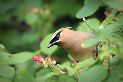 Closeup of a Cedar Wax Wing bird sitting in a berry bush.