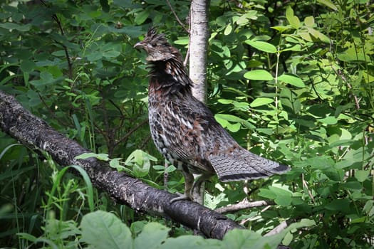 A ruffed grouse on a tree branch with leaves.
