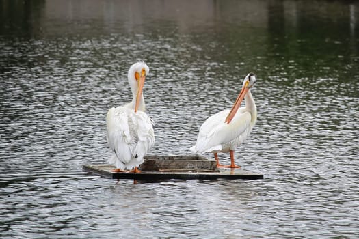 Two American White Pelicans sit on a floating box.