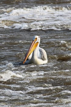 An American White Pelican swims in white water.